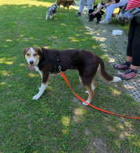 IVANA, Hund, Mischlingshund in Kassel - Bild 18