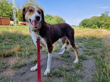 IVANA, Hund, Mischlingshund in Kassel - Bild 19