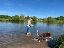 IVANA, Hund, Mischlingshund in Kassel - Bild 2
