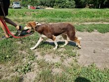 IVANA, Hund, Mischlingshund in Kassel - Bild 20