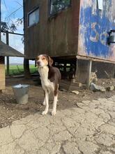 IVANA, Hund, Mischlingshund in Kassel - Bild 21