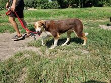 IVANA, Hund, Mischlingshund in Kassel - Bild 22
