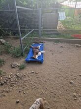 IVANA, Hund, Mischlingshund in Kassel - Bild 23