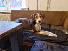 IVANA, Hund, Mischlingshund in Kassel - Bild 24