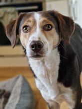 IVANA, Hund, Mischlingshund in Kassel - Bild 25