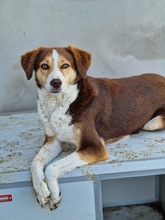 IVANA, Hund, Mischlingshund in Kassel - Bild 26