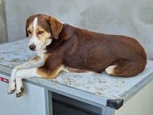 IVANA, Hund, Mischlingshund in Kassel - Bild 27