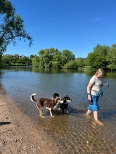 IVANA, Hund, Mischlingshund in Kassel - Bild 5