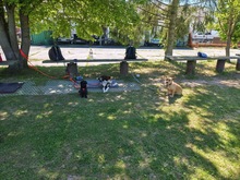 IVANA, Hund, Mischlingshund in Kassel - Bild 7