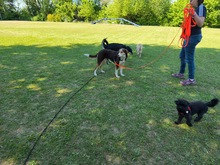 IVANA, Hund, Mischlingshund in Kassel - Bild 9