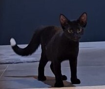 TINA, Katze, Europäisch Kurzhaar in Rumänien