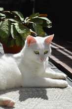 DAYAH, Katze, Europäisch Kurzhaar in Essen - Bild 1