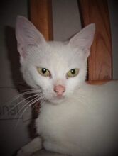 DAYAH, Katze, Europäisch Kurzhaar in Essen - Bild 10