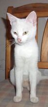 DAYAH, Katze, Europäisch Kurzhaar in Essen - Bild 11