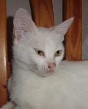 DAYAH, Katze, Europäisch Kurzhaar in Essen - Bild 12