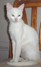 DAYAH, Katze, Europäisch Kurzhaar in Essen - Bild 14