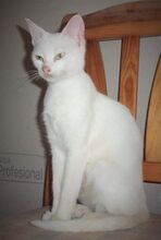 DAYAH, Katze, Europäisch Kurzhaar in Essen - Bild 15