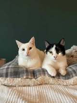 DAYAH, Katze, Europäisch Kurzhaar in Essen - Bild 3