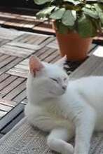 DAYAH, Katze, Europäisch Kurzhaar in Essen - Bild 4