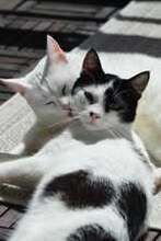 DAYAH, Katze, Europäisch Kurzhaar in Essen - Bild 8