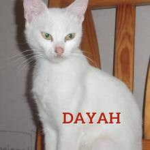 DAYAH, Katze, Europäisch Kurzhaar in Essen - Bild 9