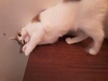 BINA, Katze, Europäisch Kurzhaar in Bulgarien - Bild 11
