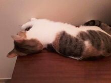 BINA, Katze, Europäisch Kurzhaar in Bulgarien - Bild 12