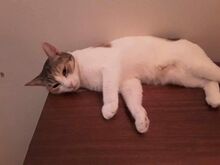 BINA, Katze, Europäisch Kurzhaar in Bulgarien - Bild 13