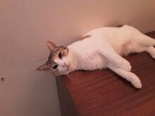 BINA, Katze, Europäisch Kurzhaar in Bulgarien - Bild 14