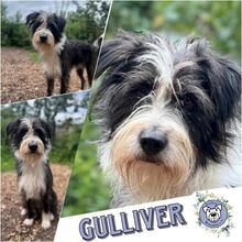 GULLIVER, Hund, Mischlingshund in Ribnitz-Damgarten - Bild 3