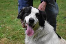 MICHELIA, Hund, Mischlingshund in Italien - Bild 12