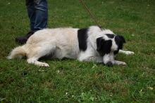 MICHELIA, Hund, Mischlingshund in Italien - Bild 13