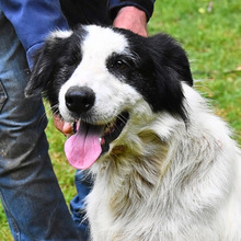 MICHELIA, Hund, Mischlingshund in Italien - Bild 14