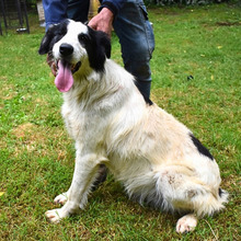 MICHELIA, Hund, Mischlingshund in Italien - Bild 15