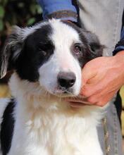 MICHELIA, Hund, Mischlingshund in Italien - Bild 16