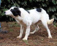 MICHELIA, Hund, Mischlingshund in Italien - Bild 18