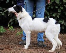MICHELIA, Hund, Mischlingshund in Italien - Bild 19