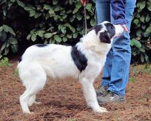 MICHELIA, Hund, Mischlingshund in Italien - Bild 20