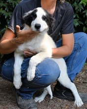 MICHELIA, Hund, Mischlingshund in Italien - Bild 21