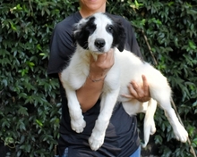 MICHELIA, Hund, Mischlingshund in Italien - Bild 22