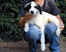 MICHELIA, Hund, Mischlingshund in Italien - Bild 23