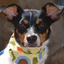 AIMAR, Hund, Bodeguero Andaluz in Walldürn