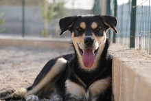 PETER, Hund, Mischlingshund in Italien - Bild 43