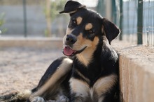 PETER, Hund, Mischlingshund in Italien - Bild 44