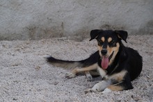 PETER, Hund, Mischlingshund in Italien - Bild 45