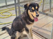 PETER, Hund, Mischlingshund in Italien - Bild 46