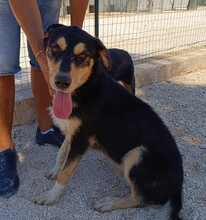 PETER, Hund, Mischlingshund in Italien - Bild 47