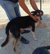 PETER, Hund, Mischlingshund in Italien - Bild 48