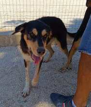 PETER, Hund, Mischlingshund in Italien - Bild 49