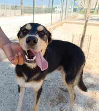 PETER, Hund, Mischlingshund in Italien - Bild 50